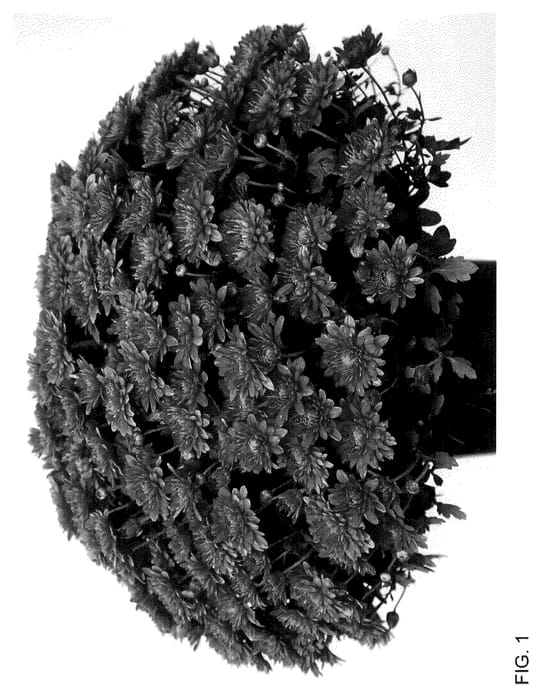 Figure 1 of US plant patent PP36092, the photograph of Josararbr printed in the patent.