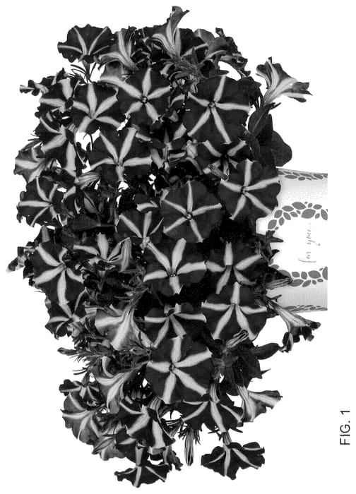 Figure 1 of US plant patent PP36093, the photograph of Dopetswepursta printed in the patent.