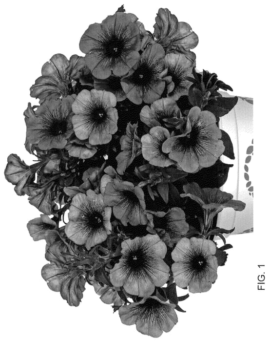 Figure 1 of US plant patent PP36094, the photograph of Dopetpotbluvei printed in the patent.