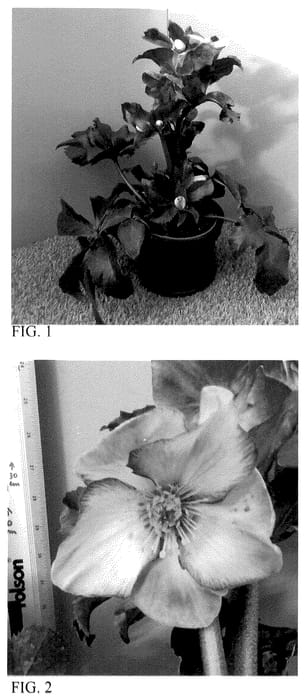 Figure 1 of US plant patent PP36095, the photograph of HG 1428 printed in the patent.