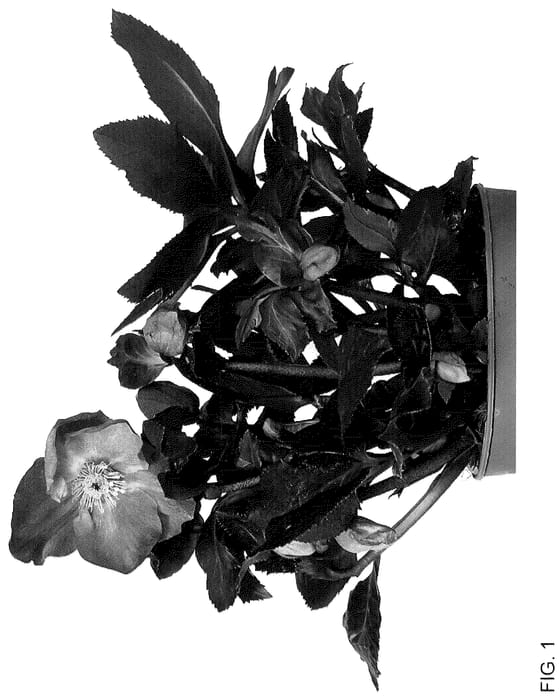 Figure 1 of US plant patent PP36096, the photograph of HL 1022 printed in the patent.