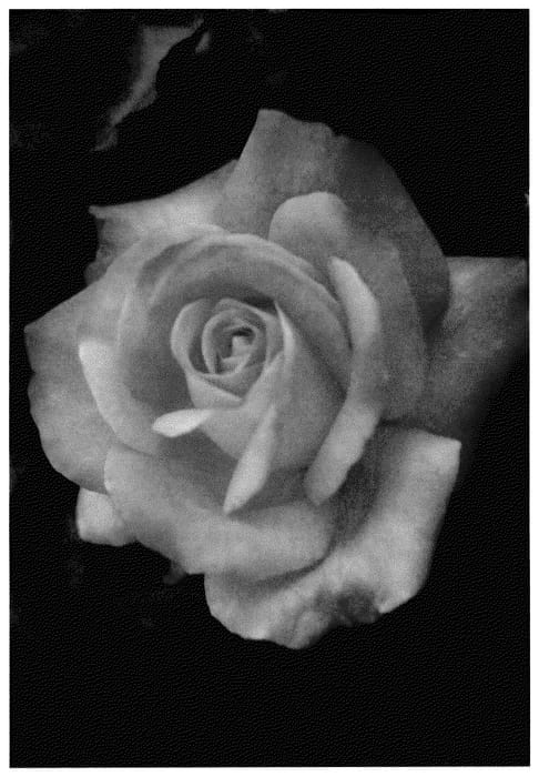 Figure 1 of US plant patent PP36097, the photograph of ALTsecret printed in the patent.