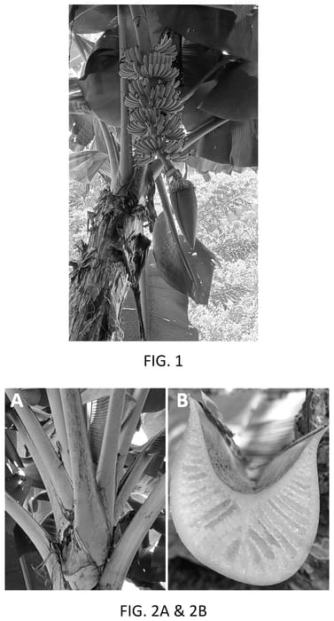 Figure 1 of US plant patent PP36098, the photograph of WH02 printed in the patent.