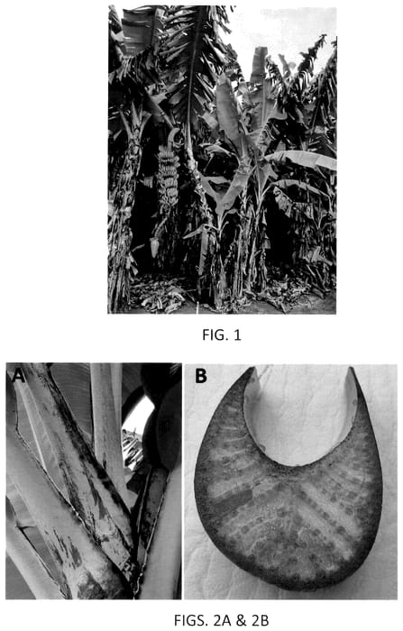 Figure 1 of US plant patent PP36099, the photograph of HG07 printed in the patent.