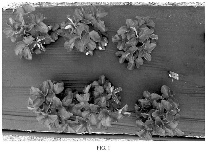 Figure 1 of US plant patent PP36100, the photograph of USDA Lumina printed in the patent.