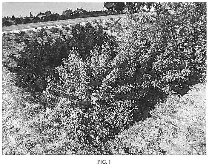 Figure 1 of US plant patent PP36101, the photograph of PODARASNWOW1 printed in the patent.