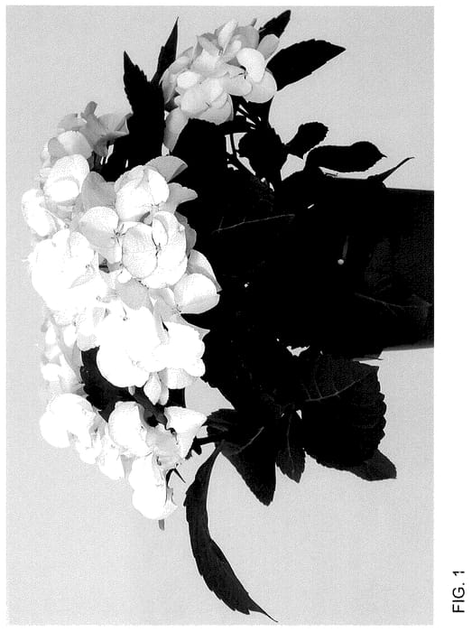 Figure 1 of US plant patent PP36102, the photograph of HIPEAR81 printed in the patent.
