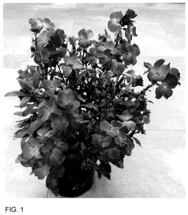 Figure 1 of US plant patent PP36103, the photograph of Doeryinpa printed in the patent.