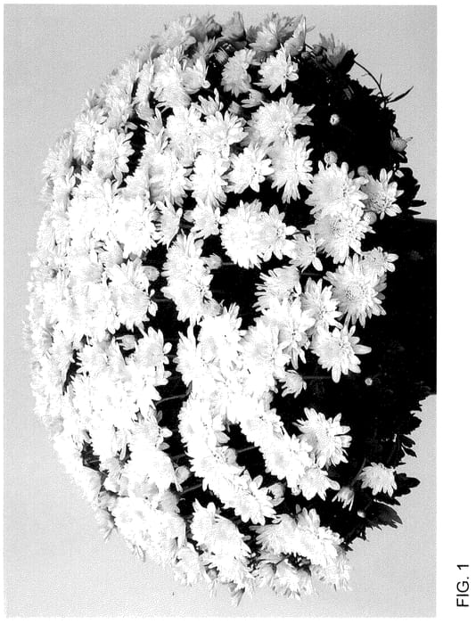 Figure 1 of US plant patent PP36104, the photograph of Josarawhi printed in the patent.