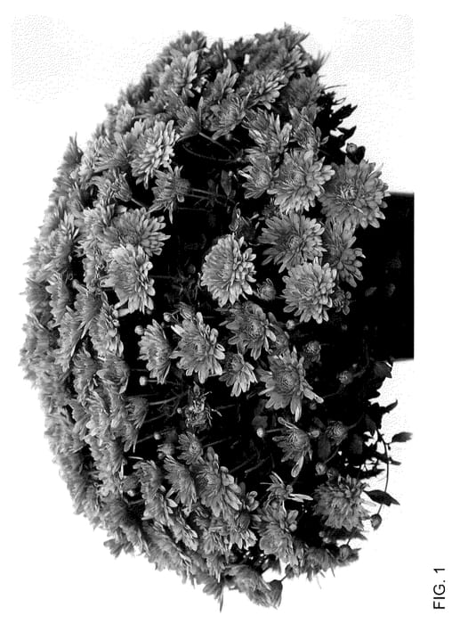 Figure 1 of US plant patent PP36105, the photograph of Josaradpi printed in the patent.