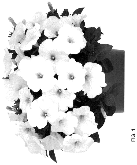 Figure 1 of US plant patent PP36106, the photograph of Dopetdurwhit 24 printed in the patent.