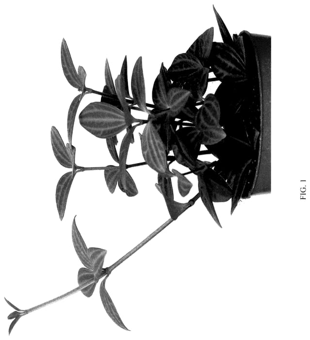 Figure 1 of US plant patent PP36107, the photograph of EC-PEPE-2202 printed in the patent.