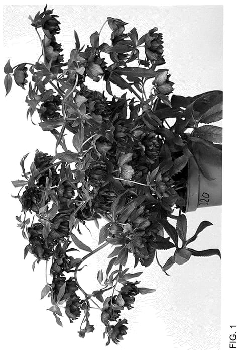 Figure 1 of US plant patent PP36108, the photograph of HLR 320 printed in the patent.