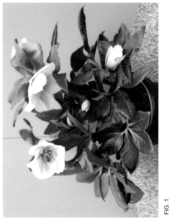 Figure 1 of US plant patent PP36109, the photograph of HL 1020 printed in the patent.