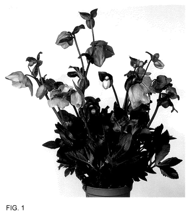 Figure 1 of US plant patent PP36110, the photograph of HL 1028 printed in the patent.
