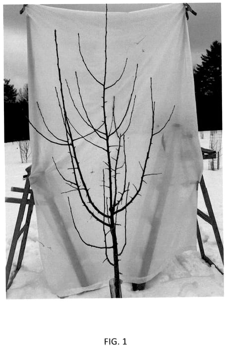 Figure 1 of US plant patent PP36111, the photograph of J. Lincoln printed in the patent.