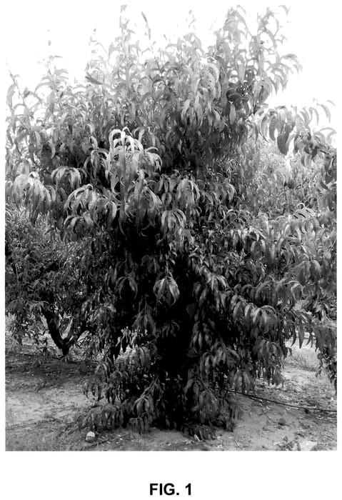 Figure 1 of US plant patent PP36112, the photograph of Peach tree named EveRes Ruby printed in the patent.