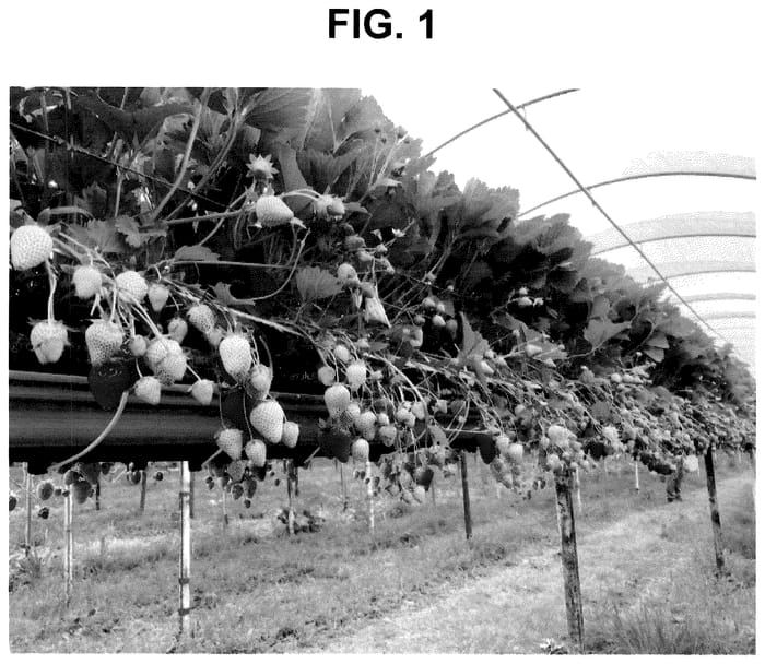 Figure 1 of US plant patent PP36113, the photograph of FPS-15.2016-31 printed in the patent.