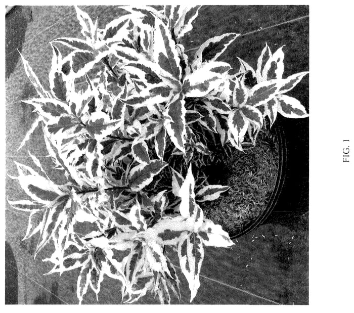 Figure 1 of US plant patent PP36114, the photograph of G2X88544VAR printed in the patent.