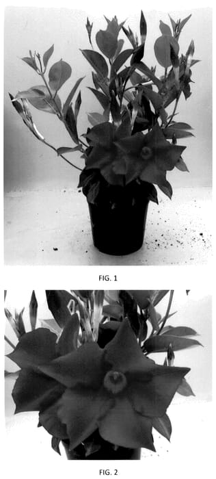 Figure 1 of US plant patent PP36115, the photograph of MANZ0029 printed in the patent.