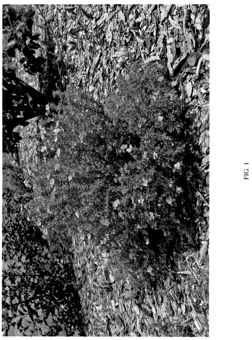 Figure 1 of US plant patent PP36116, the photograph of MINPOROUG01 printed in the patent.