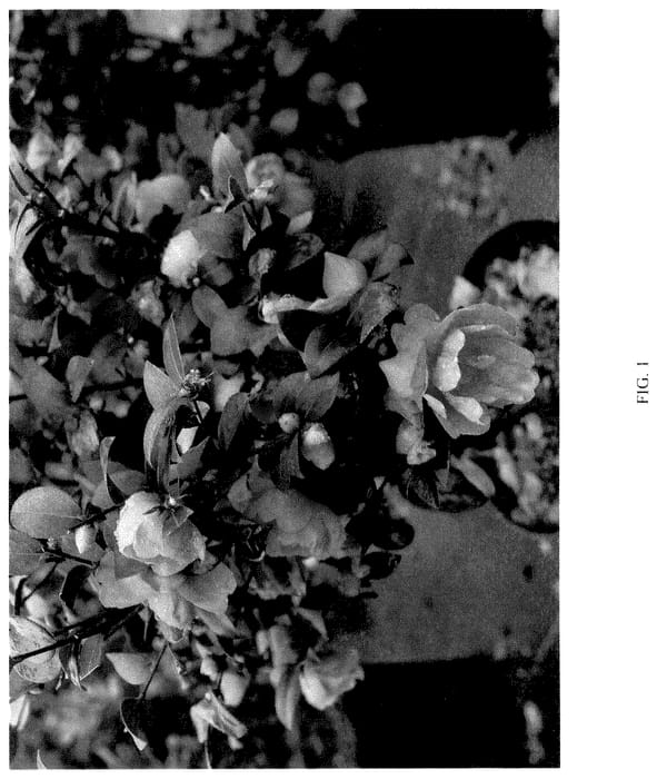 Figure 1 of US plant patent PP36117, the photograph of FARROWCJH printed in the patent.