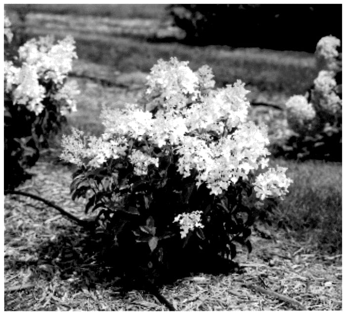 Figure 1 of US plant patent PP36118, the photograph of Bailpantwo printed in the patent.