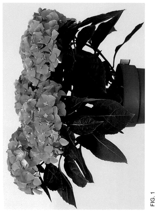 Figure 1 of US plant patent PP36119, the photograph of HIHALO59 printed in the patent.