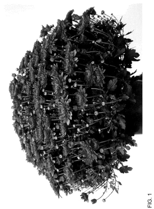 Figure 1 of US plant patent PP36120, the photograph of Josarama printed in the patent.