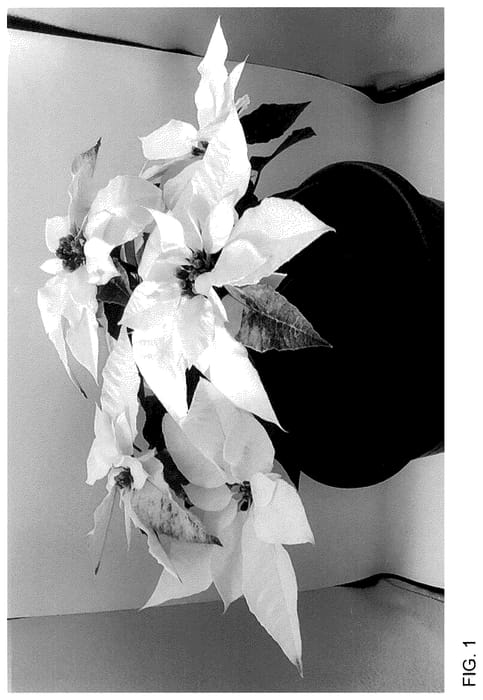 Figure 1 of US plant patent PP36121, the photograph of Bonpr 974BK printed in the patent.