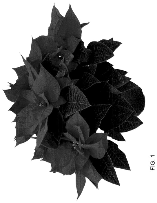Figure 1 of US plant patent PP36122, the photograph of Rockefeller Red printed in the patent.