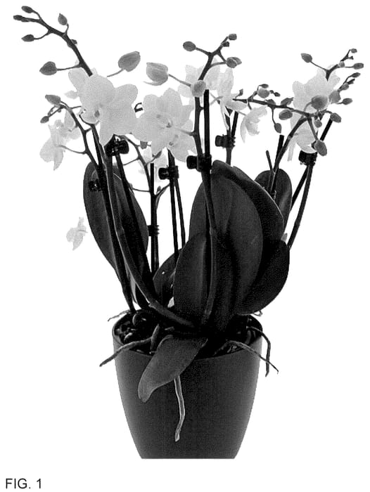 Figure 1 of US plant patent PP36123, the photograph of Babble Beach printed in the patent.
