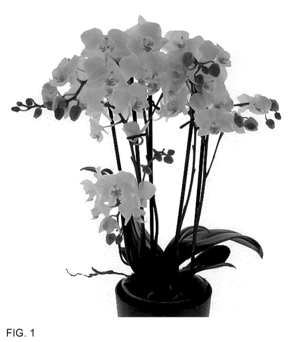 Figure 1 of US plant patent PP36124, the photograph of Cloud Busters printed in the patent.