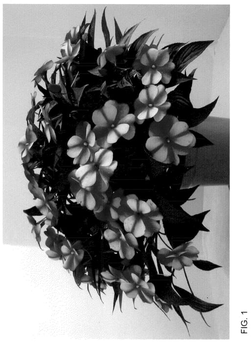 Figure 1 of US plant patent PP36125, the photograph of Dongipetresta printed in the patent.