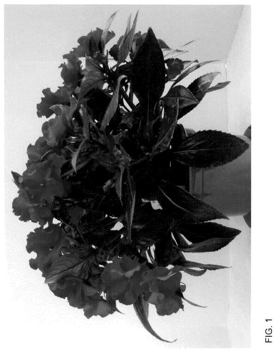 Figure 1 of US plant patent PP36126, the photograph of Dongirolcoa printed in the patent.