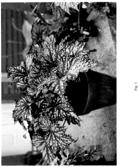 Figure 1 of US plant patent PP36127, the photograph of Summer Storm printed in the patent.
