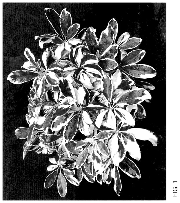 Figure 1 of US plant patent PP36128, the photograph of Mukivy printed in the patent.