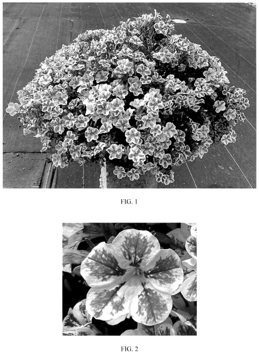 Figure 1 of US plant patent PP36129, the photograph of Balchaelink printed in the patent.