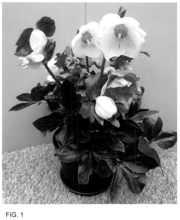 Figure 1 of US plant patent PP36130, the photograph of HL 1014 printed in the patent.