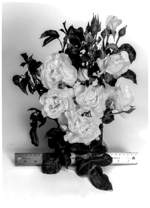 Figure 1 of US plant patent PP36131, the photograph of WEKsecjuc printed in the patent.