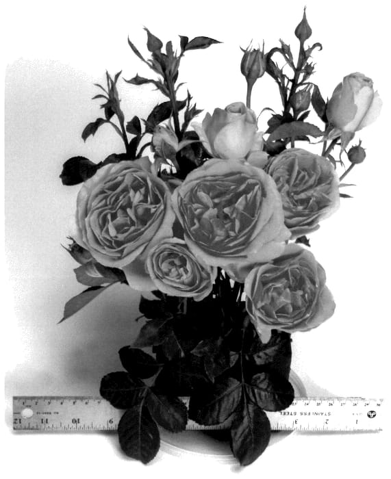 Figure 1 of US plant patent PP36132, the photograph of WEKalmylcas printed in the patent.