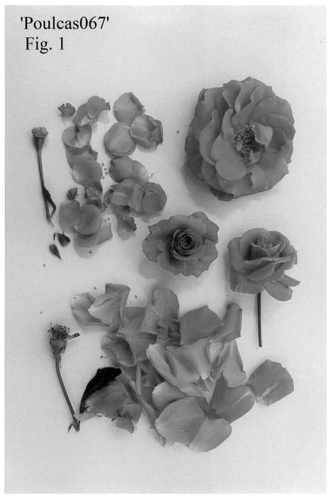Figure 1 of US plant patent PP36133, the photograph of Poulcas067 printed in the patent.