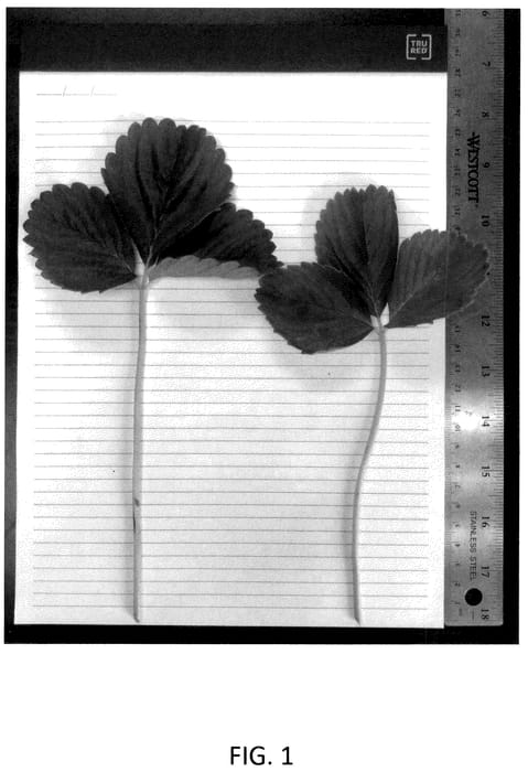 Figure 1 of US plant patent PP36134, the photograph of CBC015 printed in the patent.