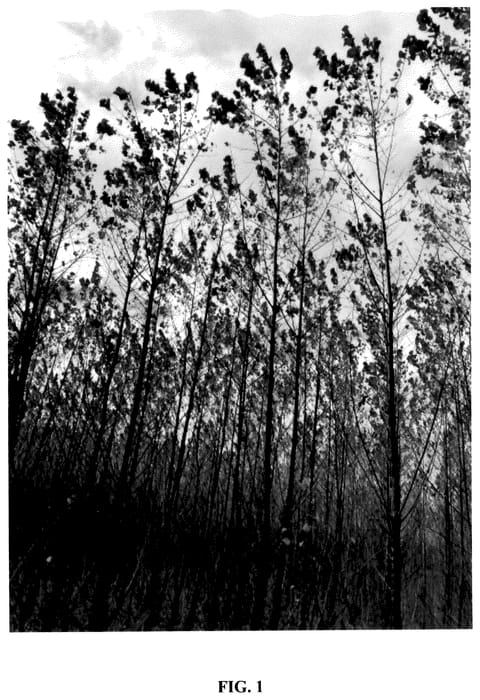 Figure 1 of US plant patent PP36135, the photograph of NextGen printed in the patent.