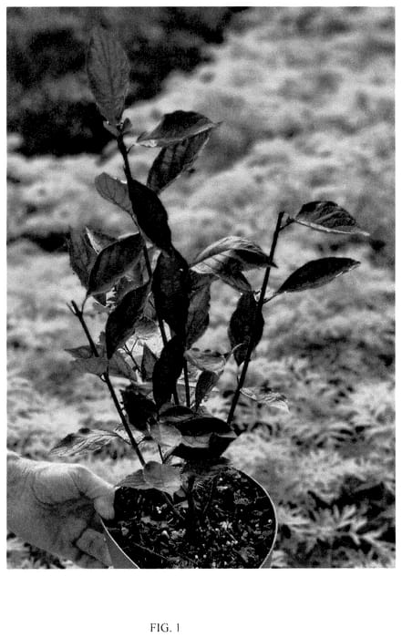 Figure 1 of US plant patent PP36136, the photograph of VERPAALEN3 printed in the patent.