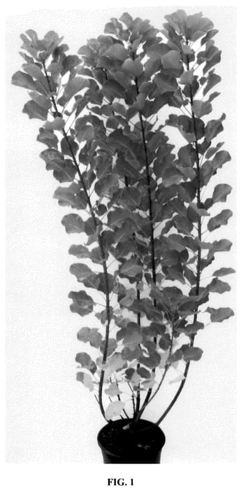 Figure 1 of US plant patent PP36137, the photograph of Mincolem04 printed in the patent.