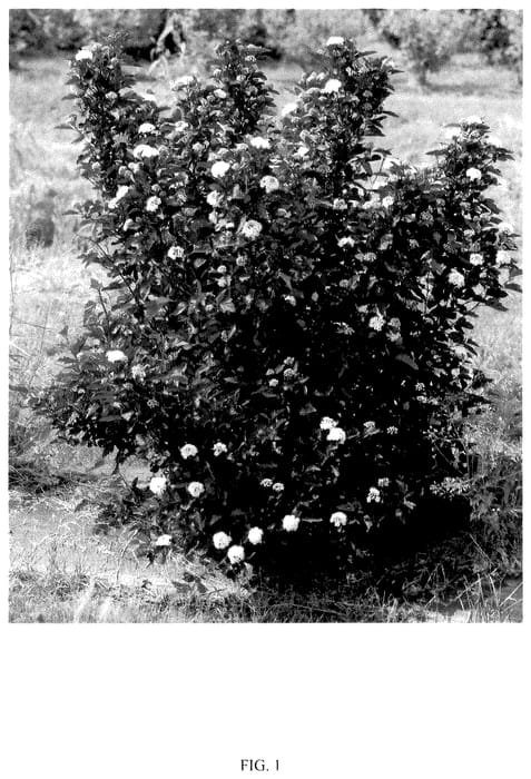 Figure 1 of US plant patent PP36138, the photograph of SMPOCGT printed in the patent.