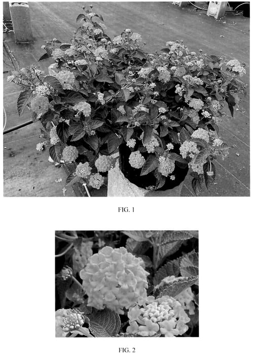 Figure 1 of US plant patent PP36139, the photograph of Balucgold428 printed in the patent.