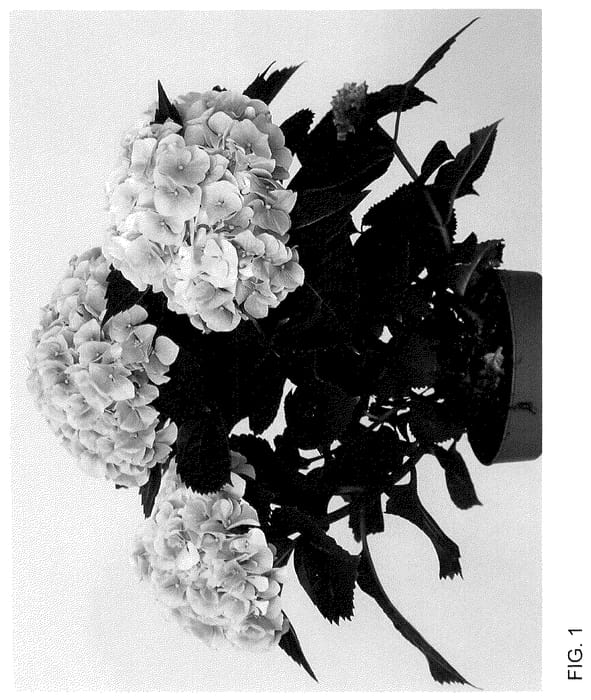 Figure 1 of US plant patent PP36140, the photograph of HIDIAM65 printed in the patent.