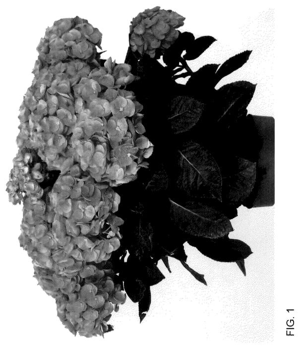 Figure 1 of US plant patent PP36141, the photograph of HIISLA51 printed in the patent.